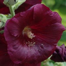 Alcea rosea, Stockrose, Stockmalve, Bauernrose, Färberpflanze, Färbepflanze